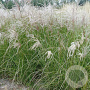 Miscanthus sin. 'Gracillimus' GM P9