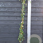 Lonicera henryi 'Copper Beauty' 150-175 cm vierkant rond 5,5L