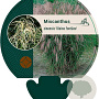 Miscanthus sin. 'Kleine Fontäne' GM P9
