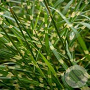 Miscanthus sin. 'Little Zebra' GM P9
