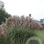 Miscanthus sin. 'Malepartus' GM P9