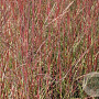Miscanthus sin. 'Purple Fall' GM P9