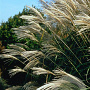 Miscanthus sin. 'Silberfeder' GM P9