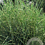Miscanthus sin. 'Strictus' GM P9