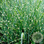Miscanthus sin. 'Strictus' GM P9
