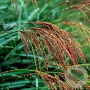 Miscanthus transmorrisonensis GM P9