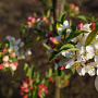 Malus baccata 'Akso' 400-450 cm draadkluit meerstammig