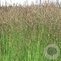 Molinia caerulea 'Heidezwerg' GM P9