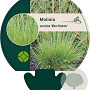 Molinia caerulea 'Moorflamme' GM P9