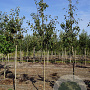 Malus 'John Downie' 8-10 HO draadkluit