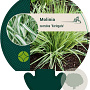 Molinia caerulea 'Variegata' GM P9