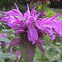 Monarda 'Aquarius' GM P9