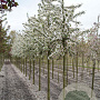 Malus 'Red Sentinel' 14-16 HO draadkluit 3 X verplant