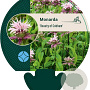 Monarda 'Beauty of Cobham' GM P9