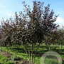 Malus toringo 'Scarlett' 250-300 cm draadkluit meerstammig