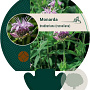 Monarda bradburiana GM P9