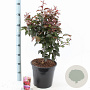 Malus 'Veitch's Scarlet' 100-120 cm 10L