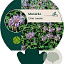Monarda 'Elsie's Lavender' GM P9