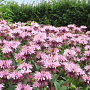 Monarda 'Elsie's Lavender' GM P9