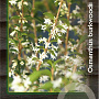 Osmanthus burkwoodii 40-60 cm 10L