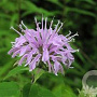 Monarda fistulosa GM P9