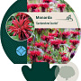 Monarda 'Gardenview Scarlet' GM P9