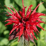 Monarda 'Gardenview Scarlet' GM P9