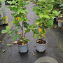 Parrotia persica 'Vanessa' 40-60 cm 3,0L