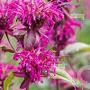 Monarda 'On Parade' GM P9