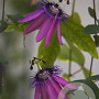 Passiflora 'Amethyst' 150-175 cm vierkant rond 5,5L