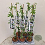 Passiflora caerulea 70-75 cm 2,5L