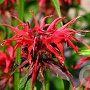 Monarda 'Squaw' GM P9