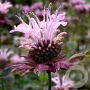 Monarda 'Ou' Charm' GM P9