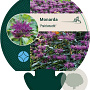 Monarda 'Prärienacht' GM P9