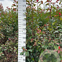 Photinia fraseri 'Red Robin' 175-200 cm met kluit