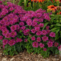 Monarda 'Purple Ann' GM P9