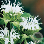 Monarda 'Schneewittchen' GM P9