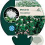 Monarda 'Schneewittchen' GM P9