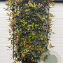 Photinia fraseri 'Red Robin' GM cont. 70L lage leivorm