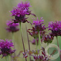 Monarda 'Scorpion' GM P9