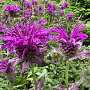 Monarda 'Scorpion' GM P9