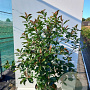 Photinia Magical Volcano 90 cm stam 7L 40-50