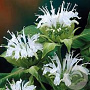 Monarda 'Snow Queen' GM P9