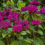 Monarda 'Talud' GM P9