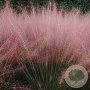Muhlenbergia capillaris GM P9