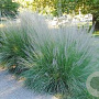 Muhlenbergia lindheimeri GM P9