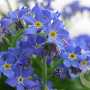 Myosotis sylvatica GM P9