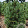 Pinus cembra 125-150 cm met kluit solitair