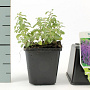 Nepeta faassenii GM P9