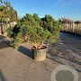Pinus nigra Brepo 125-150 cm cont. 150L meerstammig